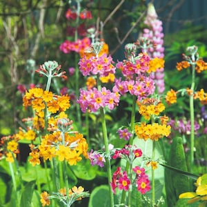 May include: A vibrant garden scene featuring clusters of colorful flowers. The image showcases tall, slender stems adorned with bright yellow, pink, and orange blossoms. Green foliage provides a lush backdrop, creating a lively and natural aesthetic.