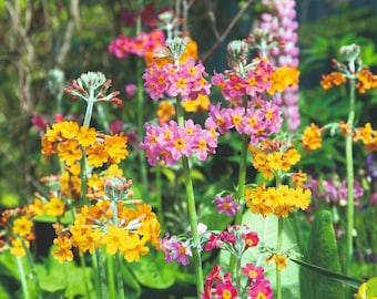 Primula Candelabra hyb Oriental Sunrise (30 seeds) **QTY Restrictions - see description