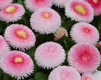 Bellis Tasso Strawberries and Cream (English Daisy) 30 Flower Seeds