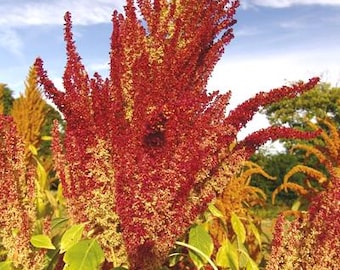 Amaranthus de Nuevo México (Amaranthus hypochondriacus) 20 semillas de flores