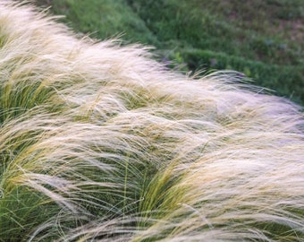 Stipa tenuissima (Mexican Feather Grass) 30 Ornamental Grass Seeds