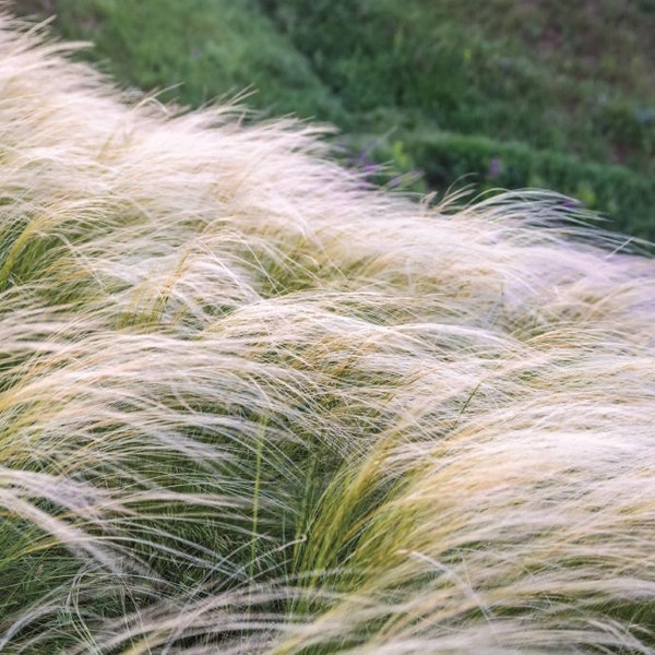 Stipa tenuissima Pony Tails (Mexican Feather Grass) 25 Ornamental Grass Seeds