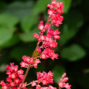 May include: A close-up of a pink flower cluster with delicate petals. The flowers are arranged in a vertical line on a green stem. The background is blurred and green.
