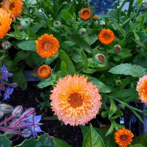 K&ouml;nnte beinhalten: Nahaufnahme von leuchtend orangefarbenen Ringelblumen in voller Bl&uuml;te, umgeben von gr&uuml;nem Laub. Die Bl&uuml;ten haben eine geschichtete Bl&uuml;tenblattstruktur und eine dunkelorangefarbene Mitte. Einige Knospen und blaue Bl&uuml;ten sind ebenfalls sichtbar.
