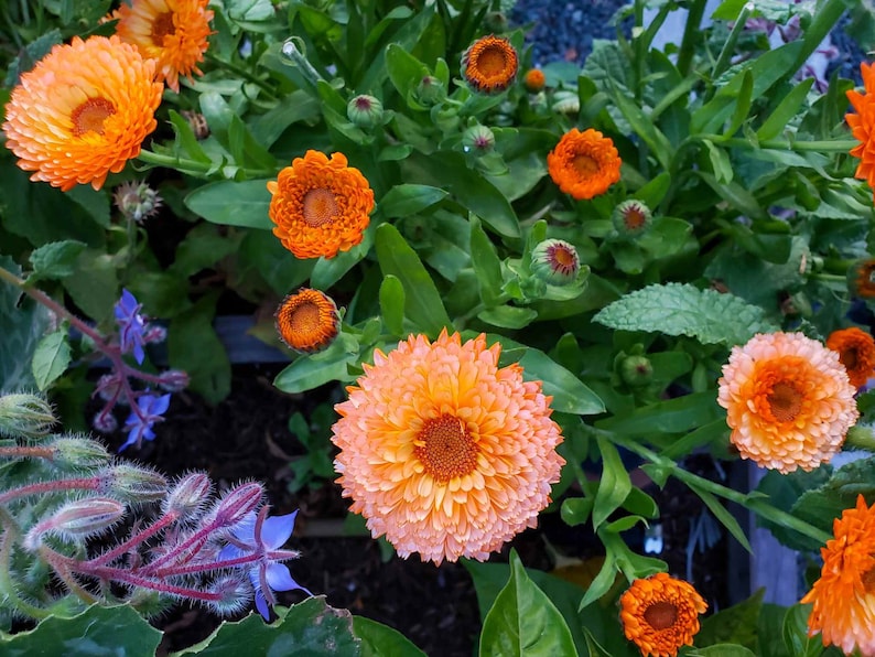 K&ouml;nnte beinhalten: Nahaufnahme von leuchtend orangefarbenen Ringelblumen in voller Bl&uuml;te, umgeben von gr&uuml;nem Laub. Die Bl&uuml;ten haben eine geschichtete Bl&uuml;tenblattstruktur und eine dunkelorangefarbene Mitte. Einige Knospen und blaue Bl&uuml;ten sind ebenfalls sichtbar.