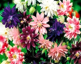 Columbine Tall Double Mix (Nora Barlow type) 10 Flower Seeds