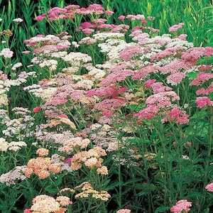 Achillea Colorado (Yarrow; Achillea millefolium) 50 Flower Seeds