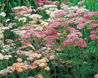 Achillea Colorado (Milenrama; Achillea millefolium) 25 semillas de flores