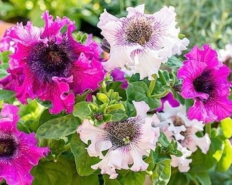 Petunia Superbissima Cerny’s Triumph Mix (20 Flower Seeds)