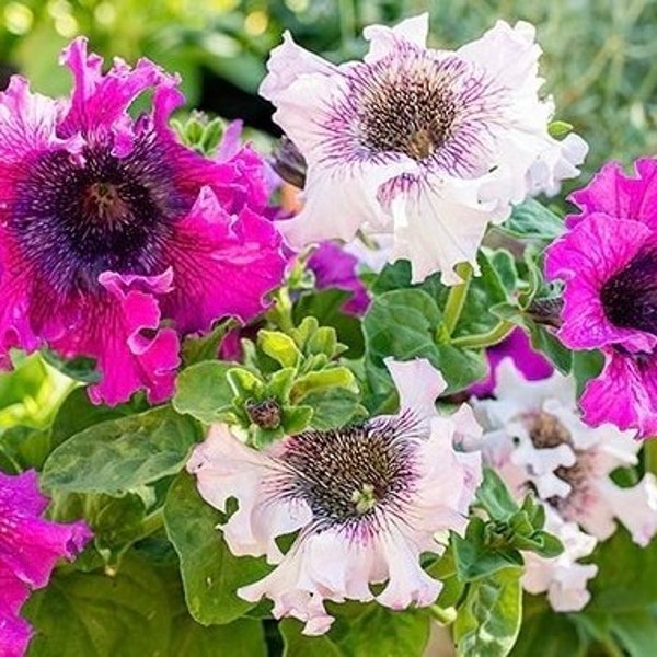 Petunia Superbissima Cerny’s Triumph Mix (20 Flower Seeds)