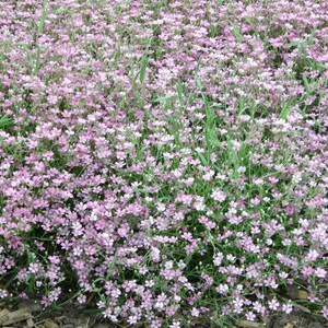 Gypsophila repens Rosea (Pink Creeping Baby’s Breath) 50 Flower Seeds