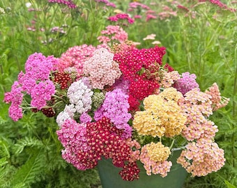 Achillea Flowerburst Fruit Bowl (Milenrama) 25 semillas
