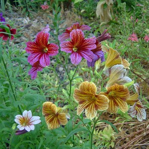 Salpiglossis grandiflora Finest Mix Painted Tongue 25 Flower Seeds image 4