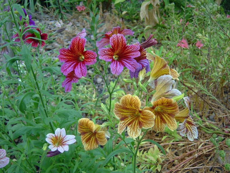 Salpiglossis grandiflora Finest Mix Painted Tongue 25 Flower Seeds image 4