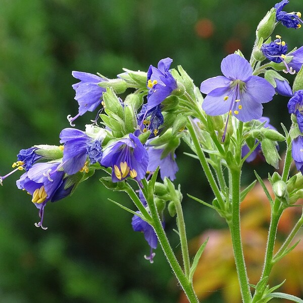 Kashmir Jacob’s Ladder (Polemonium cashmerianum) 15 Flower Seeds