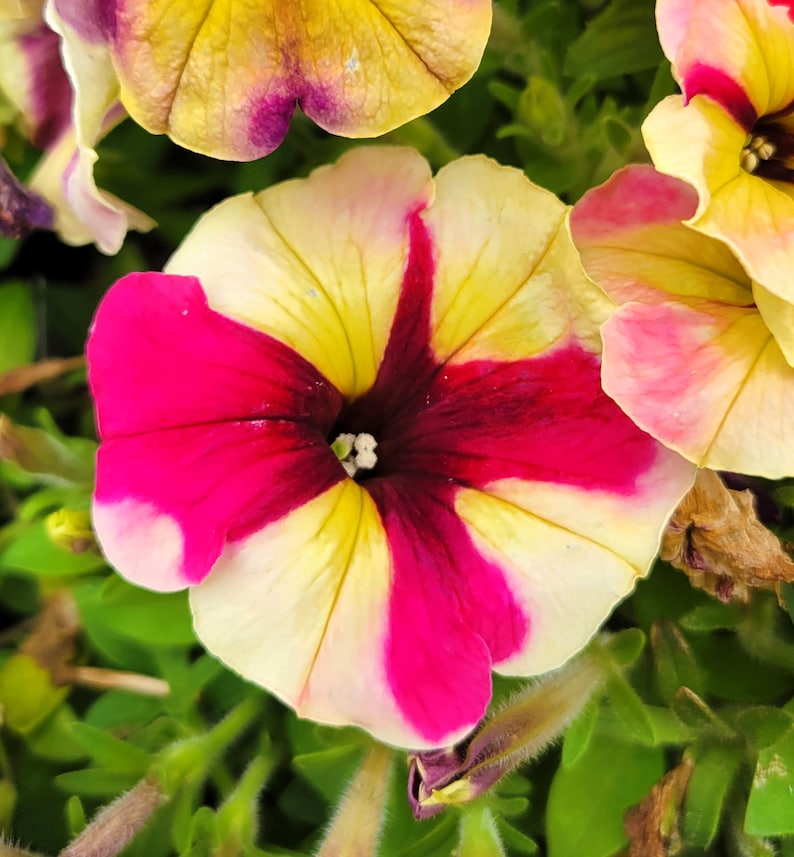CrystalMoonBotanical Petunia Shake