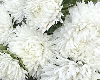 Aster Peonía Duquesa Blanca (15 Semillas de Flores)