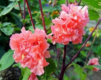 Clarkia Elegant Salmon (50 Flower Seeds)