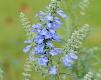 Salvia Azurea (Blue Sage) 20 Flower Seeds