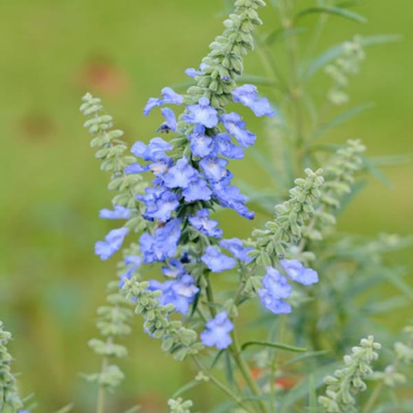 Salvia Azurea (Blue Sage) 20 Flower Seeds