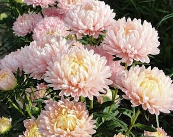 Aster Paeony Duchess Pink (Aster callistephus) 30 Flower Seeds