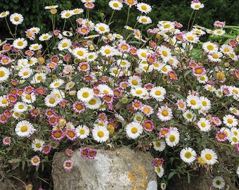 Erigeron Profusion (30 Flower Seeds) **QTY Restrictions-see description