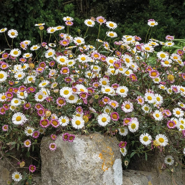 Erigeron Profusion (Erigeron Karvinskianus) 25 Flower Seeds