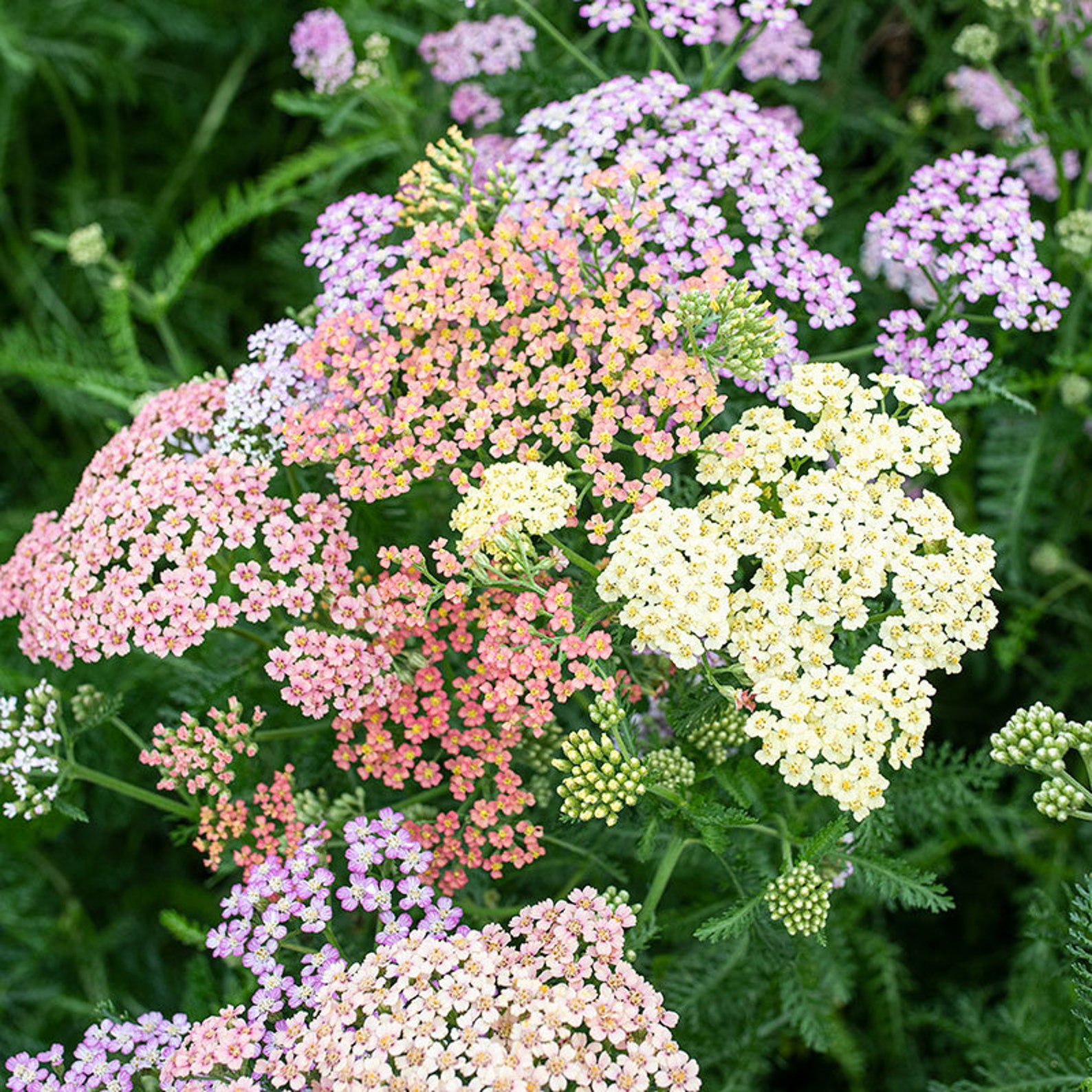Achillea Millefolium Colorado Mix yarrow Etsy
