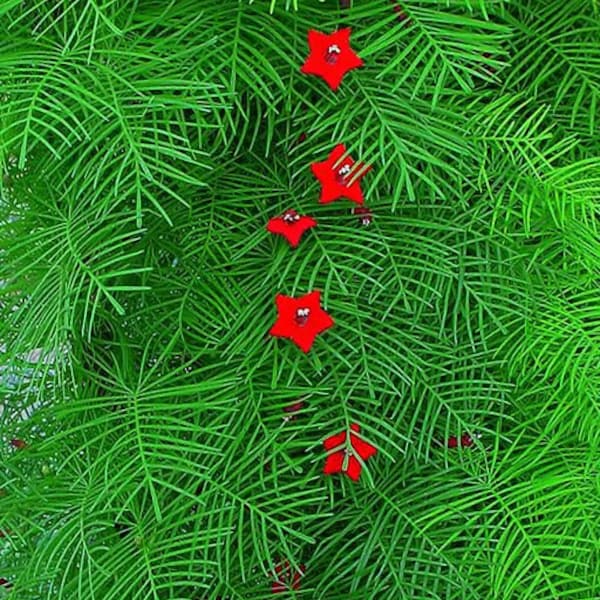 Cypress Vine (Ipomoea quamoclit Cardinalis)  20 Flower Seeds