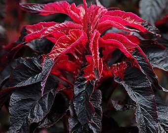 Amaranthus Fuego Fundido (50 Semillas de Flores)