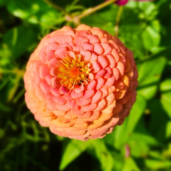 Zinnia elegans Oklahoma Salmon (25 Flower Seeds)