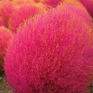 Burning Bush (Kochia trichophylla)  (100 Flower Seeds)