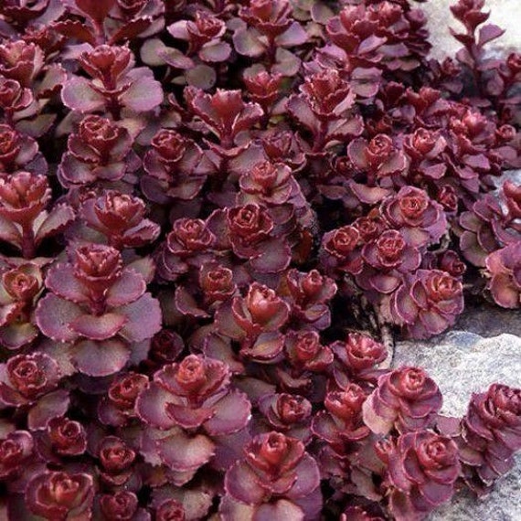 Sedum Spurium Var. Coccineum Purple Carpet stonecrop Etsy