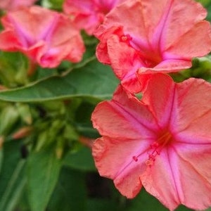 May include: Close-up of vibrant pink and coral-colored four o'clock flowers. The petals display a gradient of colors, with darker pink veins radiating from the center. Green leaves provide a contrasting backdrop to the blooms.