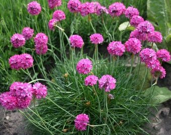 Armeria maritima Splendens (Sea Thrift or Sea Pink) 15 Flower Seeds