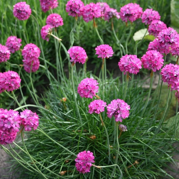 Armeria maritima Splendens (Sea Thrift or Sea Pink) 15 Flower Seeds