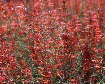 Agastache Apache Sunset (Agastache rupestris) 20 Flower Seeds