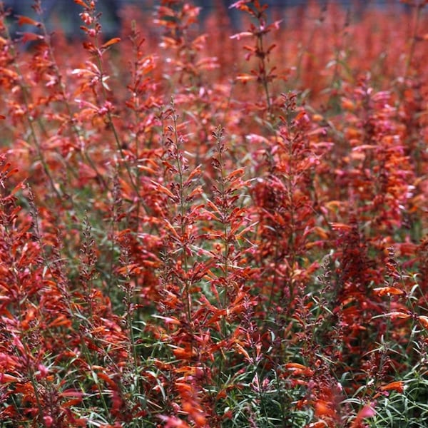 Agastache Apache Sunset (Agastache rupestris) 20 Flower Seeds