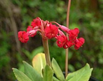 May include: A cluster of vibrant red flowers with five petals each, blooming atop a sturdy, light green stem. The plant features broad, light green leaves at its base, with several unopened buds visible among the fully opened blossoms.