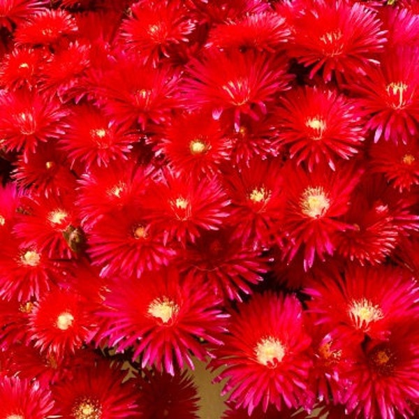 Ice Plant Gelato Bright Red (100 Flower Seeds)