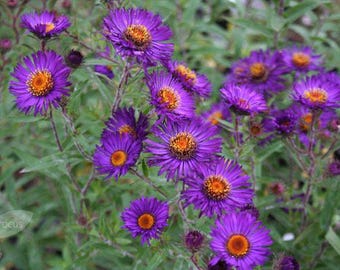 Aster Nueva Inglaterra (Aster Novae-angliae) 35 Semillas de Flores