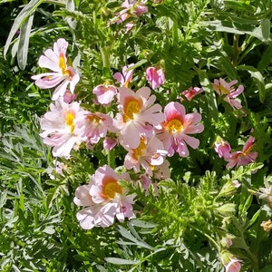 Schizanthus Angel Wings Mix Butterfly Flower 25 Flower Seeds image 3