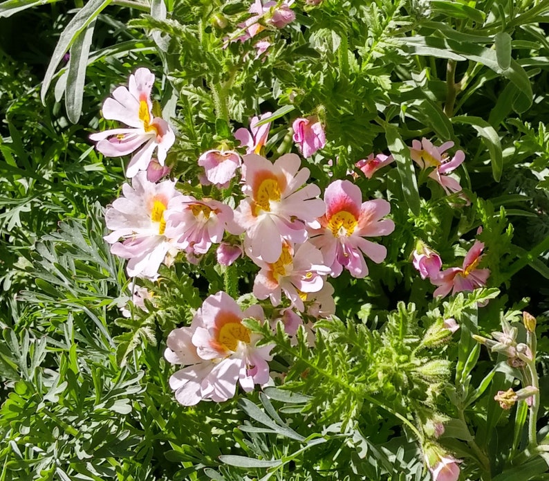 Schizanthus Angel Wings Mix Butterfly Flower 25 Flower Seeds image 3