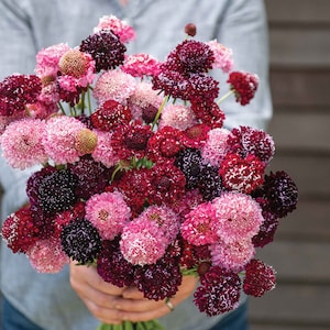Scabiosa Triple Berry Mix (Pincushion Flower) 20 Flower Seeds