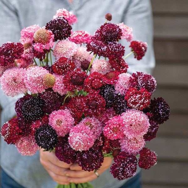 Scabiosa Triple Berry Mix (Pincushion Flower) 20 Flower Seeds