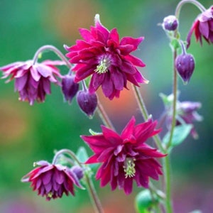 May include: A cluster of deep purple columbine flowers with delicate petals and green stems. The flowers are in full bloom and have a vibrant color.