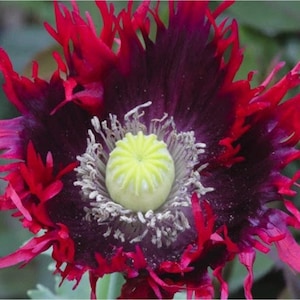 May include: A close-up of a dark red poppy flower with a yellow center. The petals are ruffled and have a slightly darker purple hue.