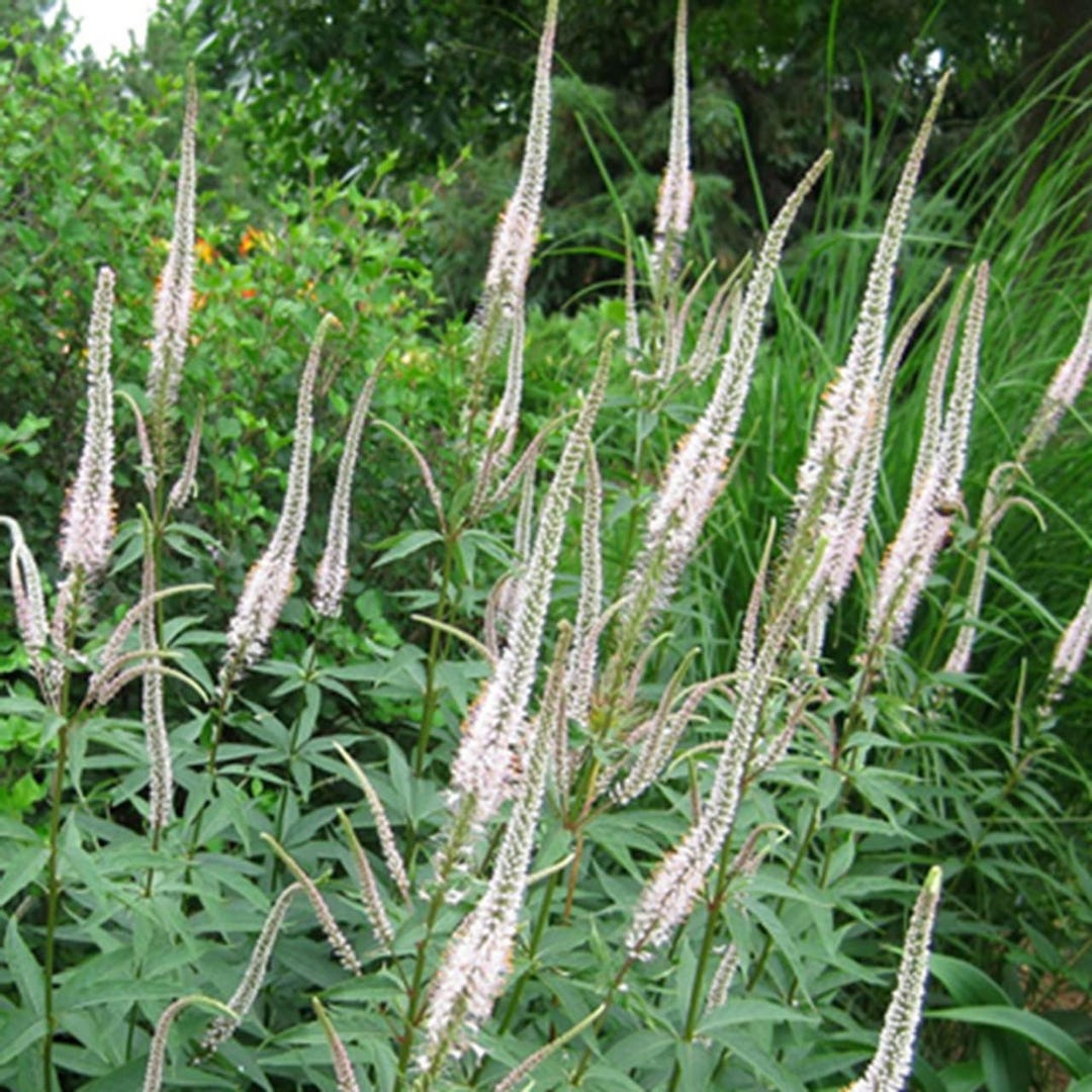Culver’s Root (veronicastrum Virginicum) 75 Flower Seeds - Etsy