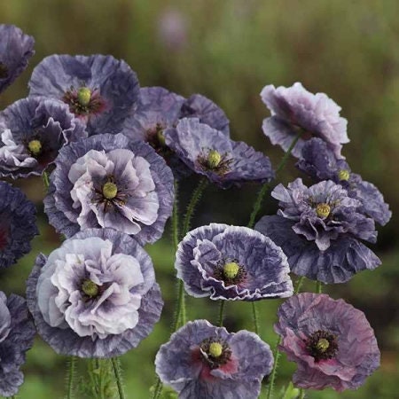 Poppy Amazing Grey (shirley Poppy) 35 Flower Seeds - Etsy