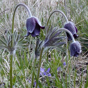 Pulsatilla pratensis ssp. nigricans (Black Pasque Flower) 10 Flower Seeds **QTY Restrictions - see description